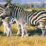 zebra group